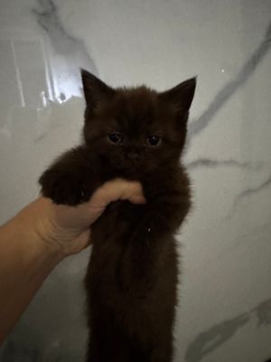Скотиш страйт