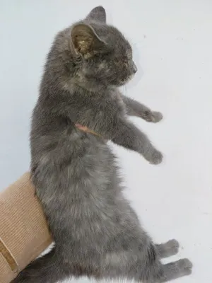 Мушукча текинга берилади уй ичида бокадиганга берилади