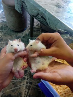 хамики