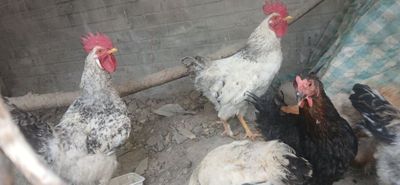 Xorozla sotiladi