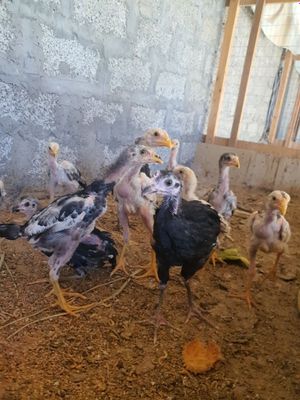 Shamo dakan jujalari 3 ta vashe derskisi bor
