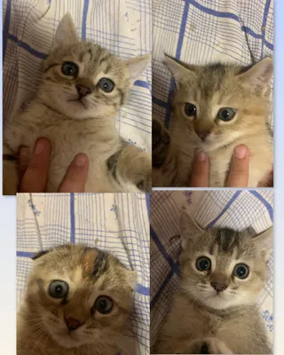 котята на продажу