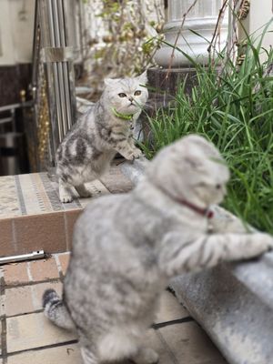 Seriy mramor shinshila strayt qizbola