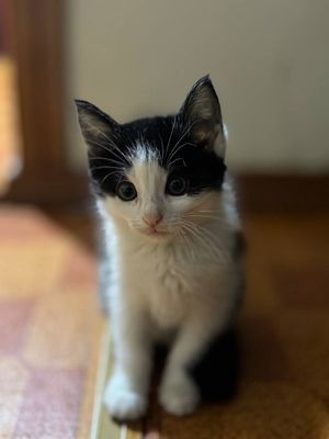 Продам котёнка , мальчика