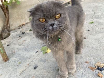 Mushuk scottish fold arzon