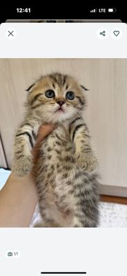 Скоттиш фолд девочка чистокровная