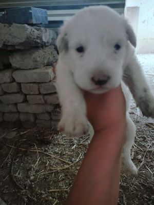 kuchuk bolasi tekinga beriladi erkak navoiy