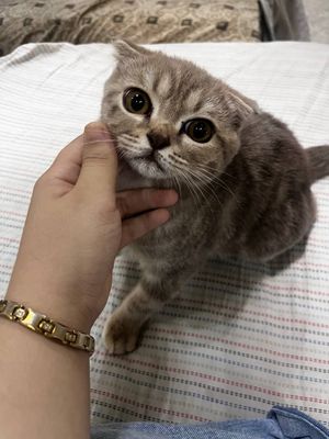 Srochna Skottiw fold peadayotsa