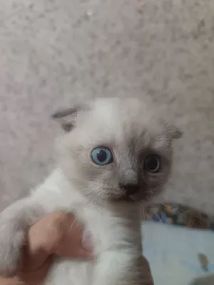 Mushukchalar sotiladi zoddor