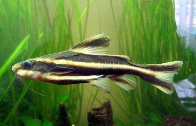 Продаётся сом Платидорас (Platydoras armatulus)