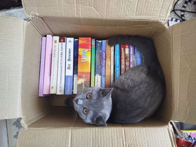Scottish fold mushuk sotiladi