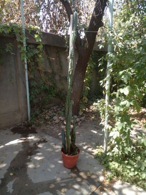 Кактус для дома и офиса