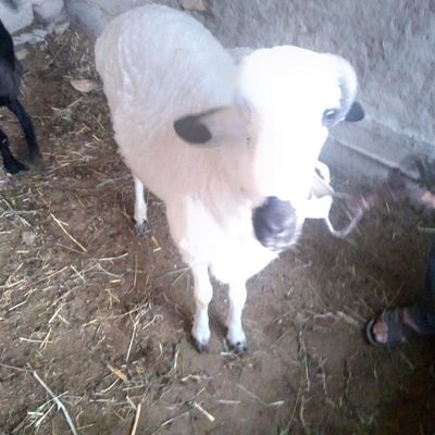 Qo'chqor sotilade yeb ichishe yaxshe tayor bo'gan keleshtereb beraman