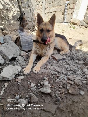 Ovcharka 1yow kamandalan etgann qladi