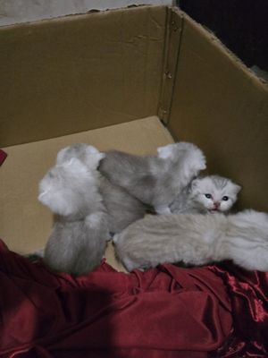 Продаётся британский шиншиллы фолд страйт