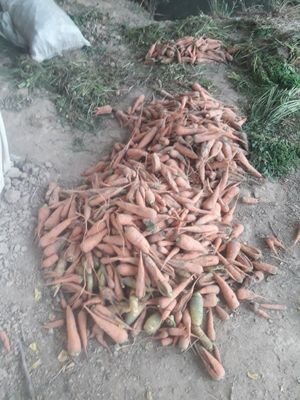 Mol otga atxot sabzi