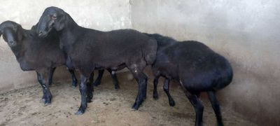 Туй ва маросимлар учун кучкорлар сотилади.