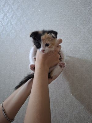 Продаются котята Шотландский Фолд Хейленд