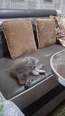 Котенок породистая