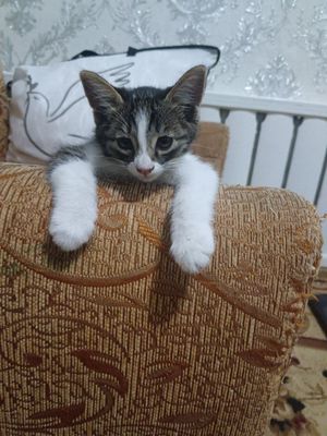 Котятки 2 месяца домашние