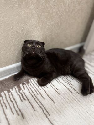 Вязка кот вислоухий