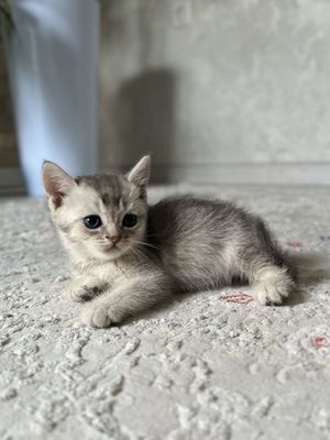 Котенок серебристая шиншилла чистокровный очень энергичный