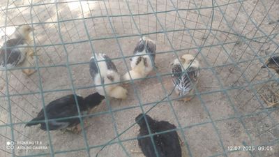 Dakan jujalar 1 oyli sotiladi