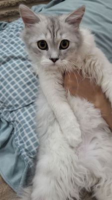 Котёнок 3-4 месячный.