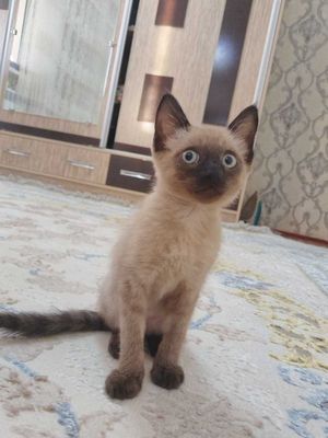 Продаётся сиамский котёнок 3 месяца, адрес Нукус, девочка.