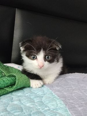 Котёнок мальчик.