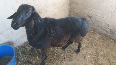 Qõchqor sotiladi