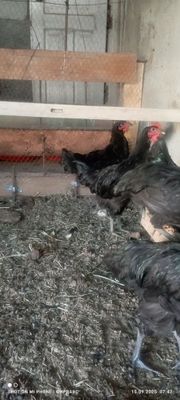 тувуклар ва хурозлари сотилади