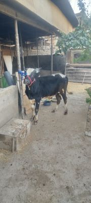 Buqacha sotiladi