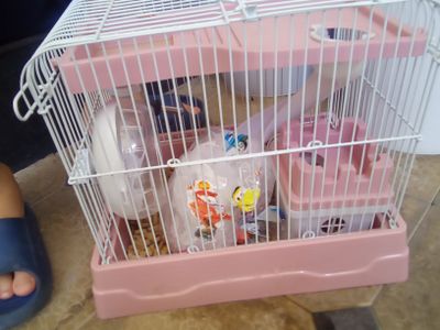 O'g'il bola hamyak