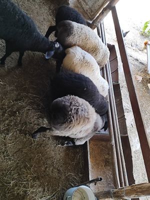 Qo'chqorlar sotiladi 7tasi ham