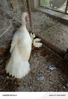 Продаются индюшата с мамочкой