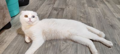 Скоттиш фолд девочка