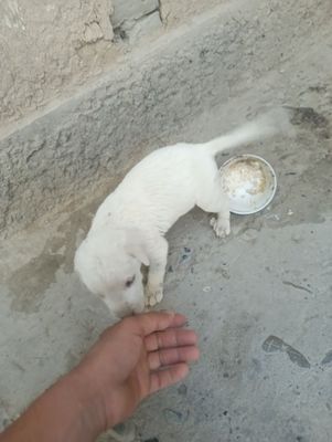 Alabay chupon 1oylik