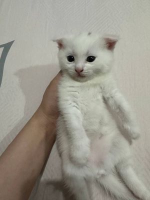 Кошки Скоттиш Фолд Шиншилла