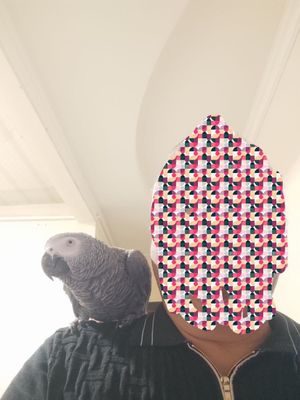 Srochna sotiladi jacco papugay