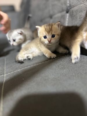 Продаются котятя