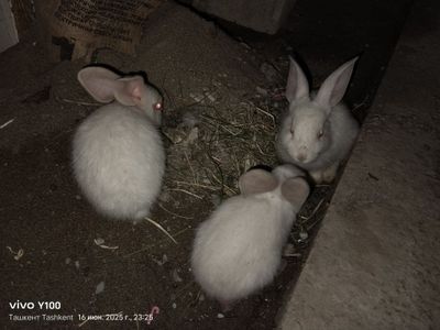 Продоём кроликов 7шт