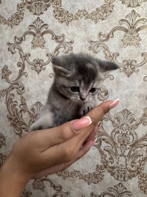 Продаются котята