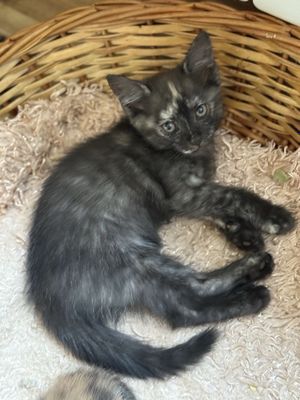 Котенок-девочка, необычный окрас-трехцветная