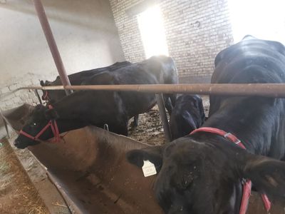 Angus ona bolalar sotuvda