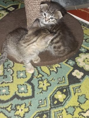 Продаются котята