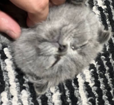 Name is Simba 1.5 month