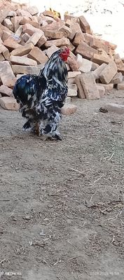 Brama xoroz soglom
