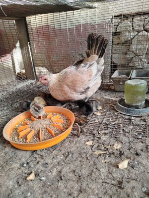 Ona bola, 7 ta jo'ja 1 kunlik uvol bo'masinga sotilyapti