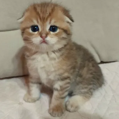 Бронь.Шикарные котята,золотая шиншилла.